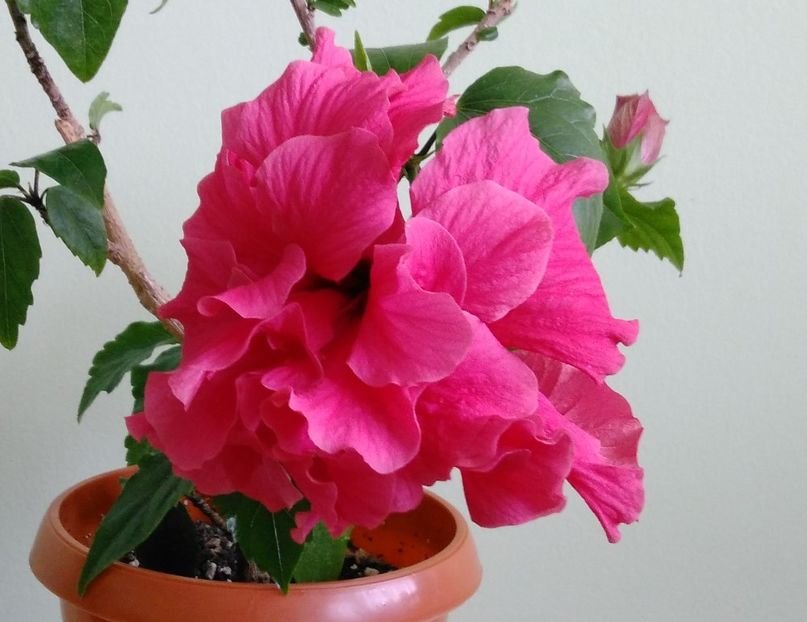  - Hibiscusi 2017 - 2018