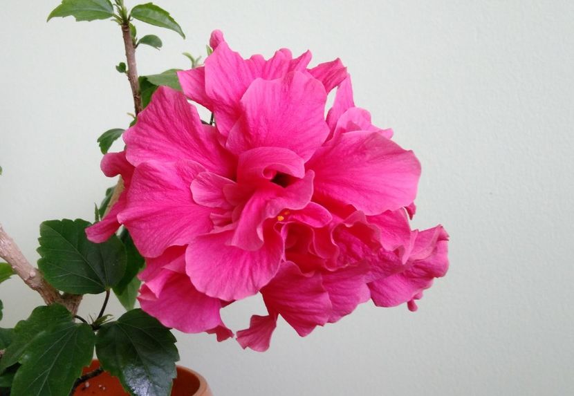  - Hibiscusi 2017 - 2018