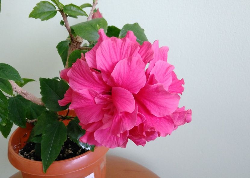  - Hibiscusi 2017 - 2018