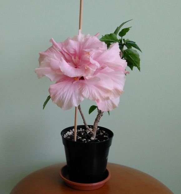  - Hibiscusi 2017 - 2018