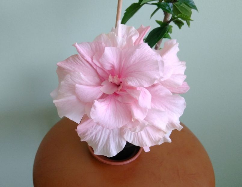  - Hibiscusi 2017 - 2018