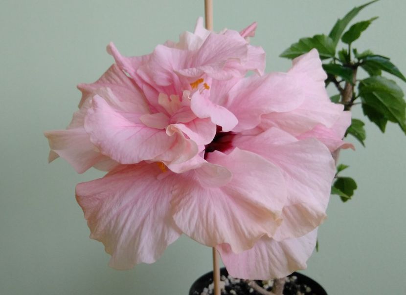  - Hibiscusi 2017 - 2018