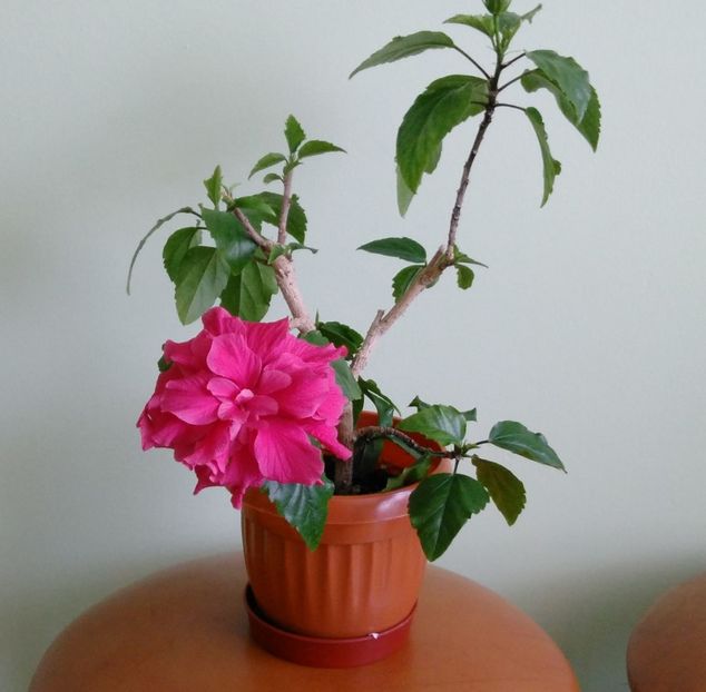 15.06 - Hibiscusi 2017 - 2018