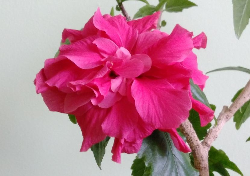  - Hibiscusi 2017 - 2018