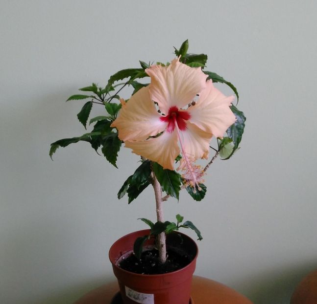  - Hibiscusi 2017 - 2018