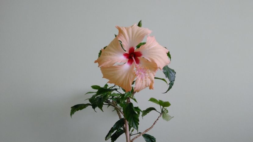  - Hibiscusi 2017 - 2018