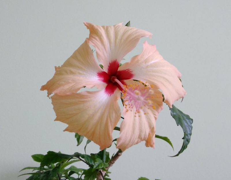  - Hibiscusi 2017 - 2018