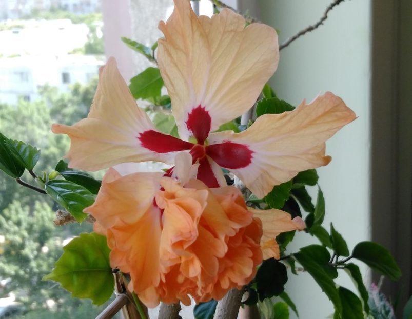  - Hibiscusi 2017 - 2018