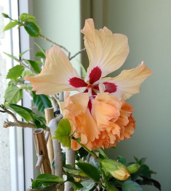  - Hibiscusi 2017 - 2018