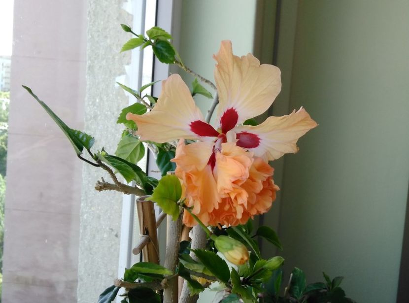  - Hibiscusi 2017 - 2018