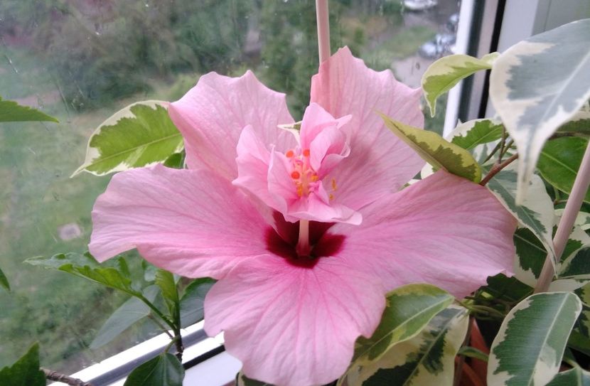 18.06 - Hibiscusi 2017 - 2018