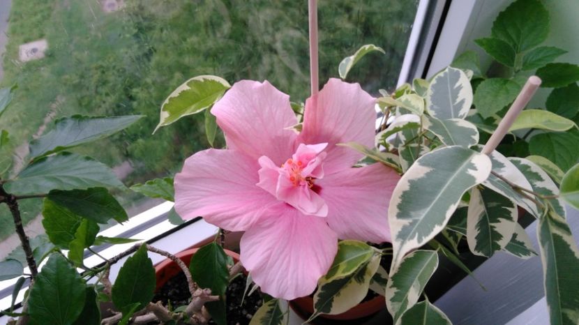  - Hibiscusi 2017 - 2018