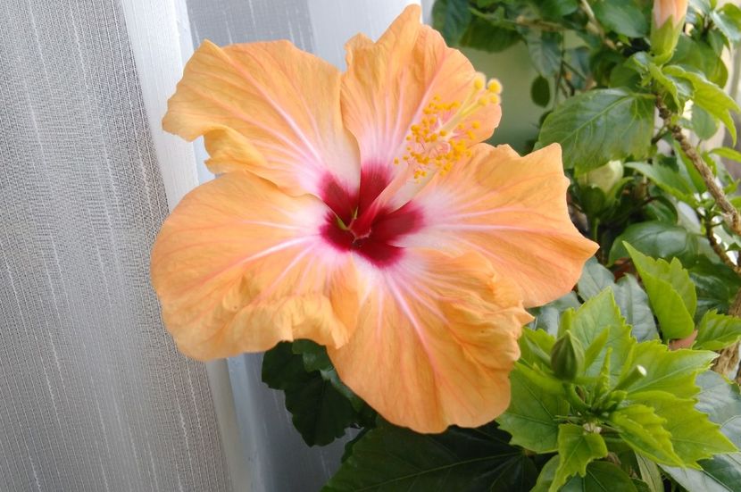 19.06 - Hibiscusi 2017 - 2018