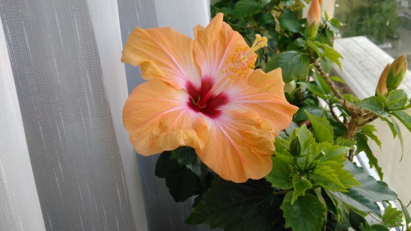  - Hibiscusi 2017 - 2018