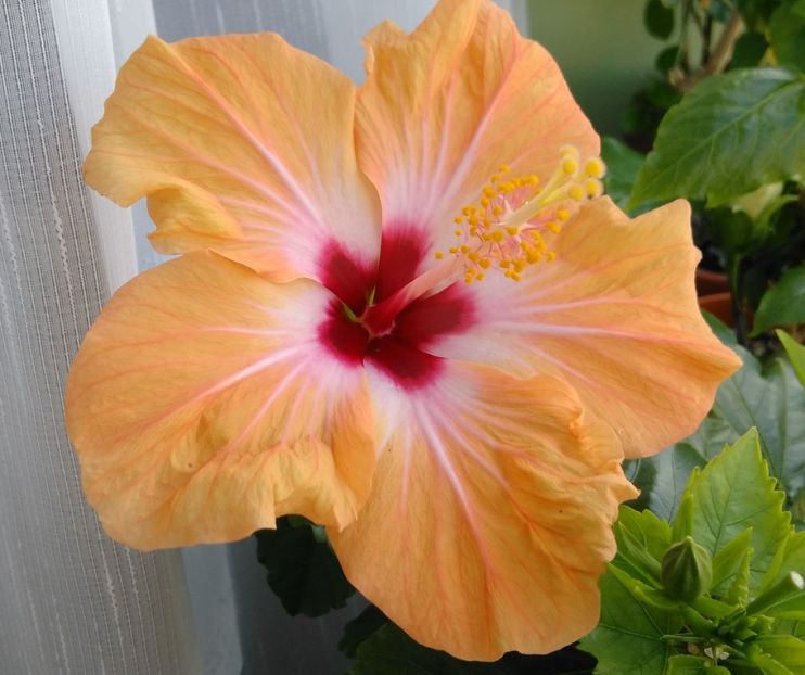  - Hibiscusi 2017 - 2018