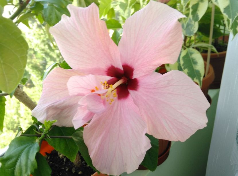 19.06 - Hibiscusi 2017 - 2018