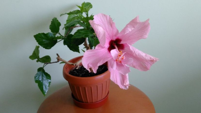  - Hibiscusi 2017 - 2018