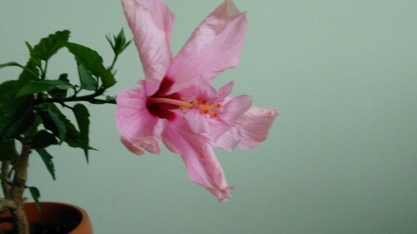  - Hibiscusi 2017 - 2018