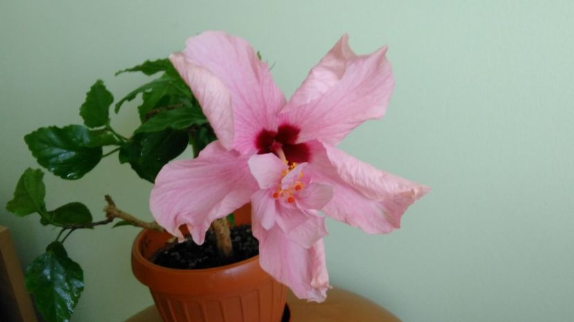  - Hibiscusi 2017 - 2018