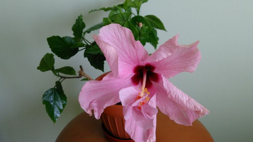  - Hibiscusi 2017 - 2018