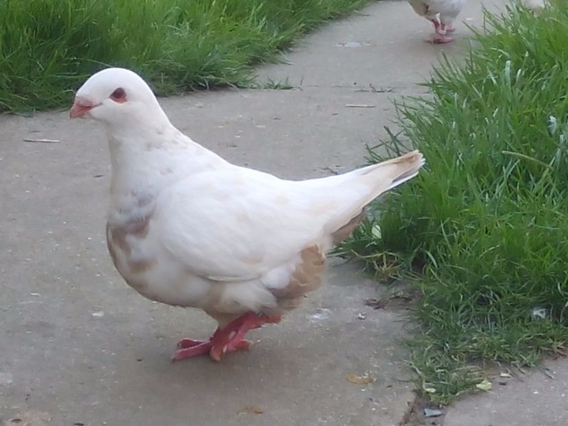 F-2014 - ARHIVA AGH II