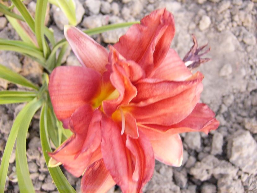 Hemerocalis Double fire Cracker - ANUL2017 IX
