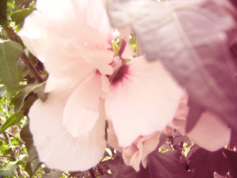 Hibiscus syriacus Carneus Plenus - ANUL2017 IX