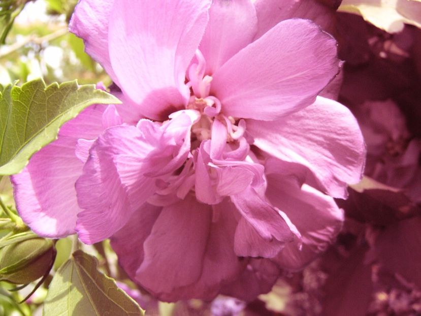 Hibiscus syriacus Duc de Brabant - ANUL2017 IX