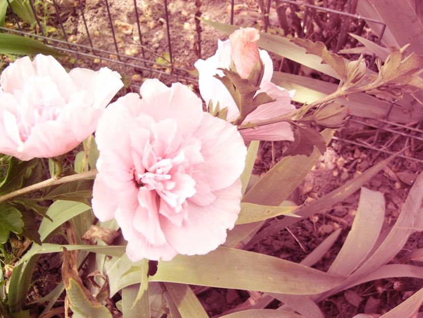 Hibiscus syriacus Chiffon pink - ANUL2017 IX