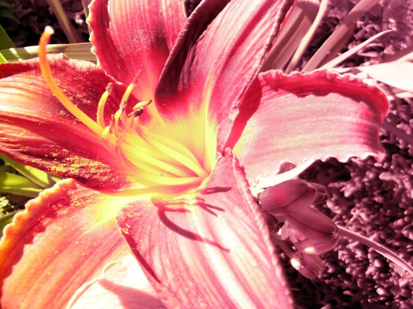 P1350284 - ANUL2017 IX