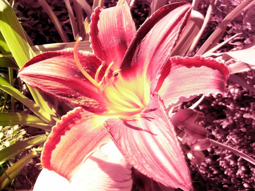 P1350286 - ANUL2017 IX