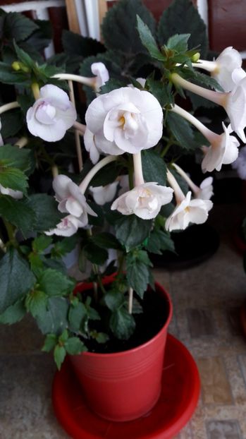  - Frumoasa necunoscuta