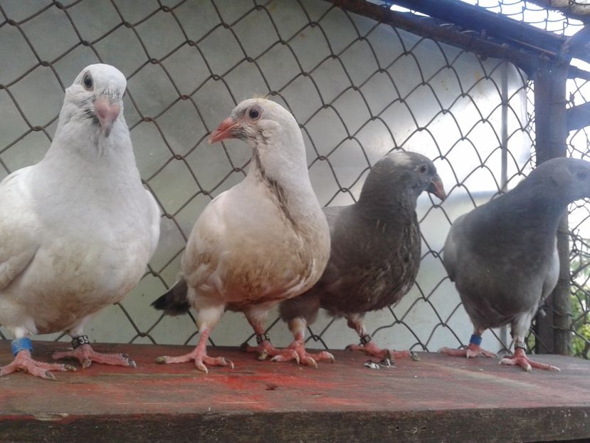 Fotografie0718 - tineret 2017