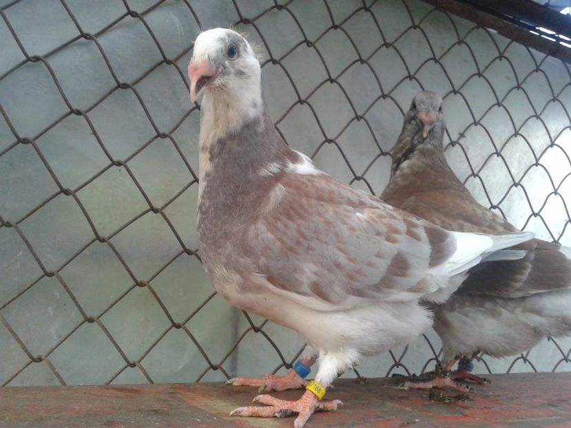 Fotografie0710 - tineret 2017