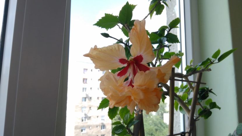  - El Capitolio Sport of Sport