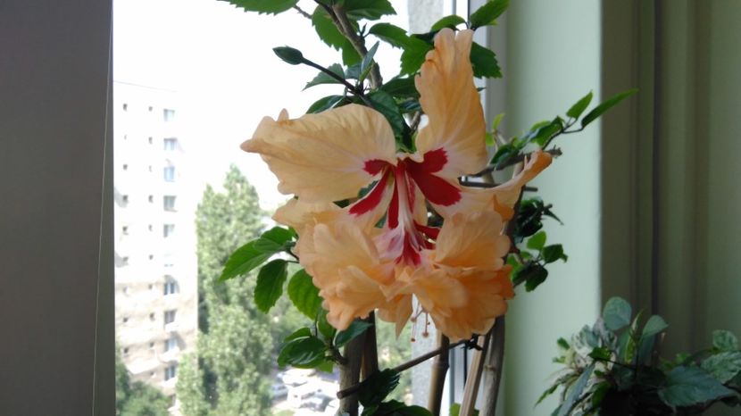  - El Capitolio Sport of Sport