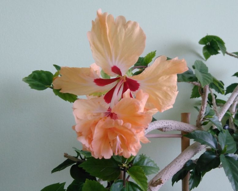 2.07 - El Capitolio Sport of Sport