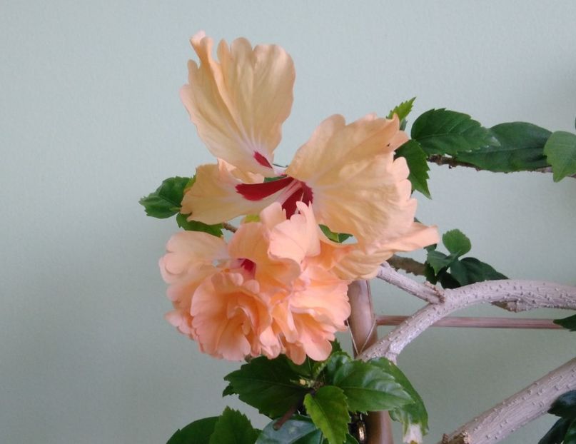  - El Capitolio Sport of Sport