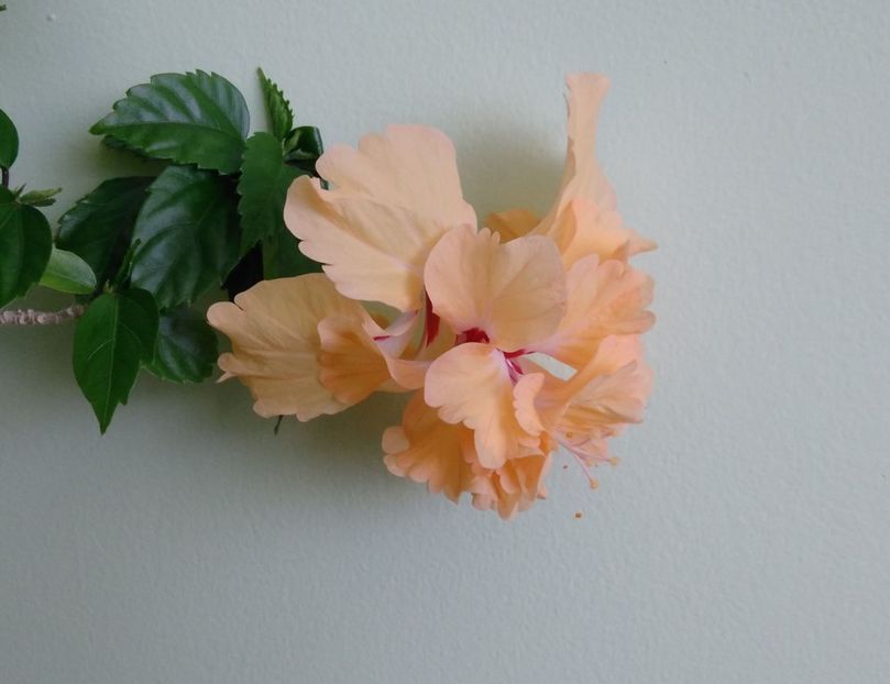  - El Capitolio Sport of Sport