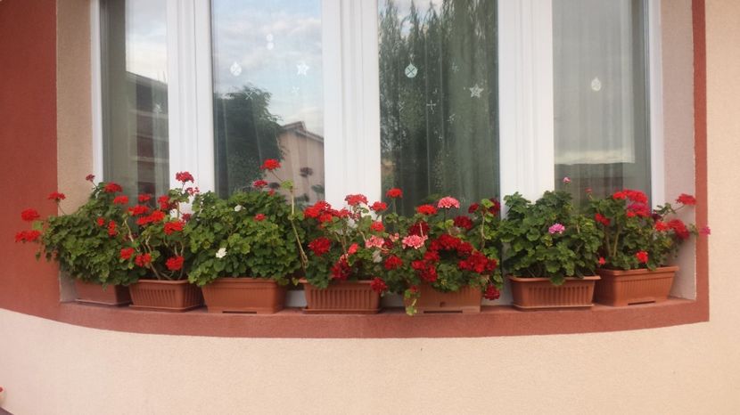  - Plante de interior