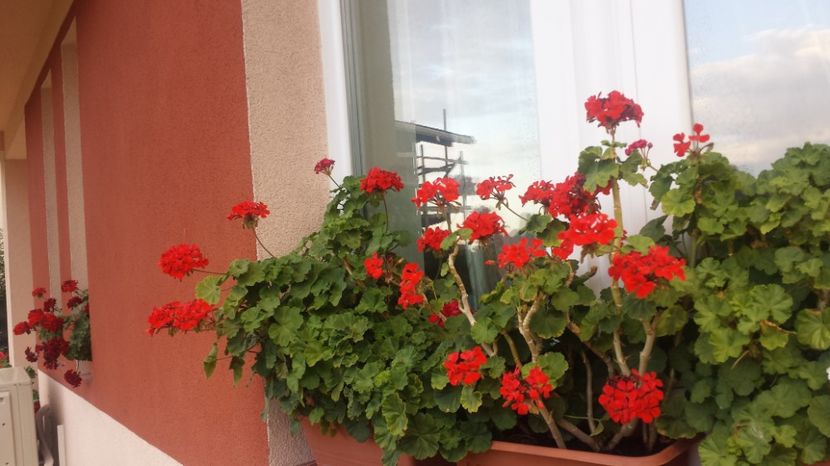  - Plante de interior