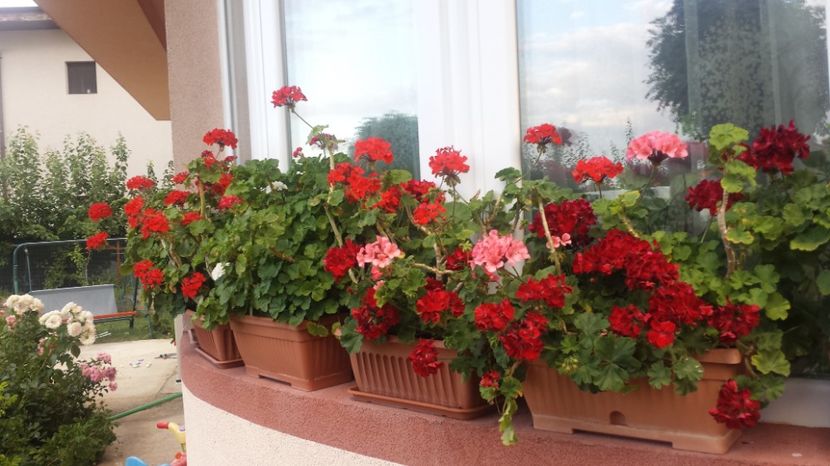 - Plante de interior