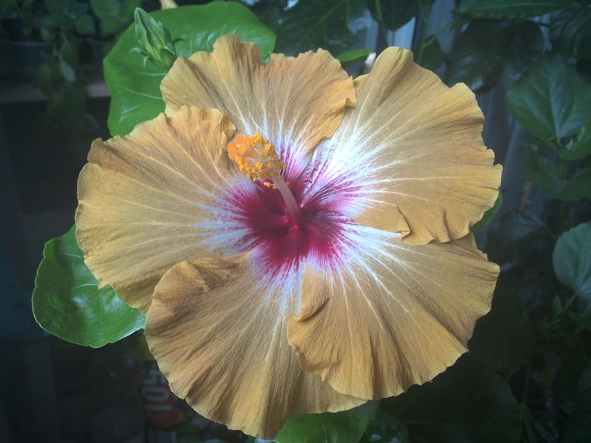 WIN_20170704_180448 - Tahitian Dusky Star