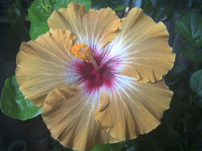 WIN_20170704_180452 - Tahitian Dusky Star