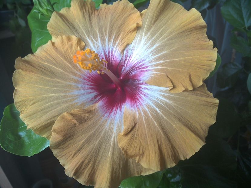 WIN_20170704_180458 - Tahitian Dusky Star