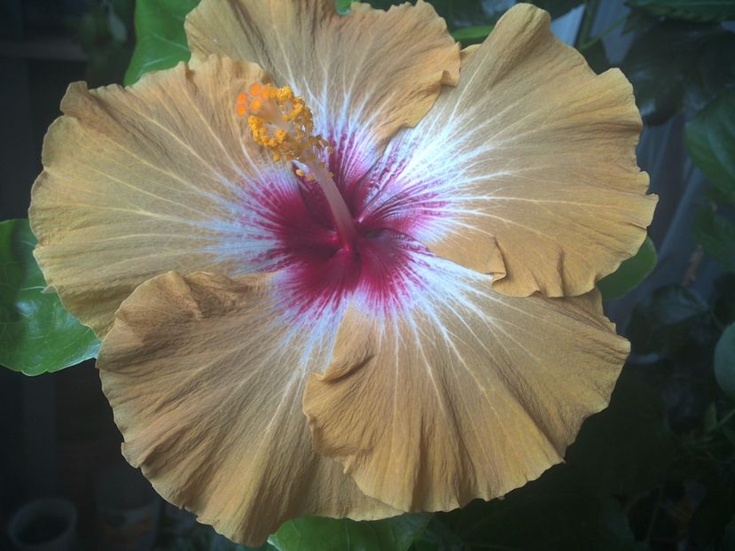 WIN_20170704_180502 - Tahitian Dusky Star