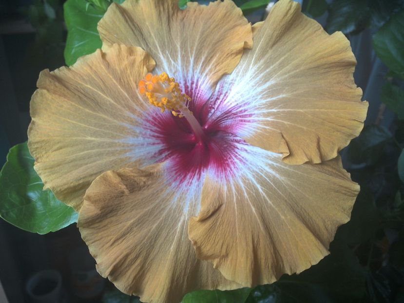 WIN_20170704_180507 - Tahitian Dusky Star