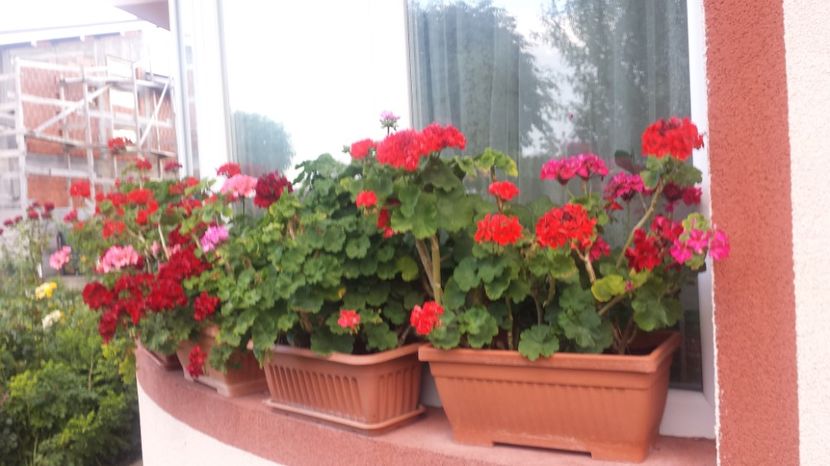  - Plante de interior