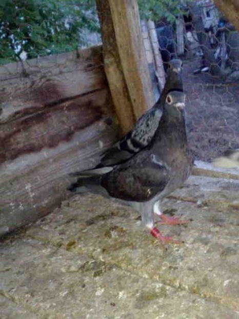 `165 - X-Porumbei vinduti