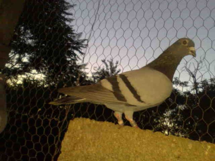 186-mascul - X-Porumbei vinduti